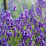 Expert gardening tips on how to grow lavender from cuttings. Rooting lavender in water or soil, plus tips, tricks and things to consider.