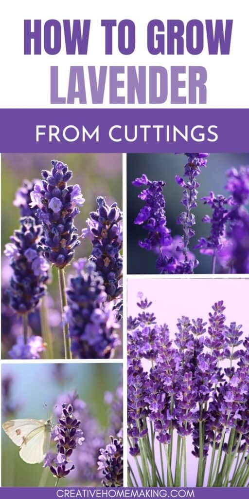 Unlock the secrets of growing lavender from cuttings with our step-by-step guide. Learn how to propagate these beloved plants and expand your garden with ease.
