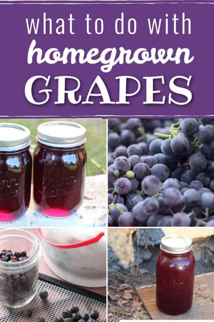 Have you found yourself with lots of grapes? Find out what to do with too many homegrown grapes, and use your food dehydrator and canner to preserve them.