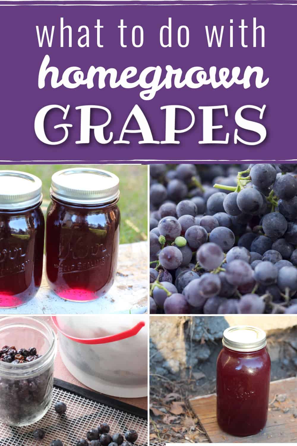 What to Do With Homegrown Grapes Creative Homemaking