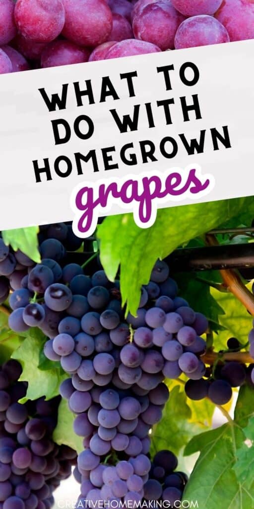 Discover the sweetest ways to enjoy your homegrown grapes with these delicious grape recipes! From refreshing grape salads and snacks to homemade grape jams and wines, get inspired to make the most of your bountiful harvest. Whether you're a seasoned grape grower or just starting out, find the perfect recipe to savor the juicy goodness of your backyard grapes