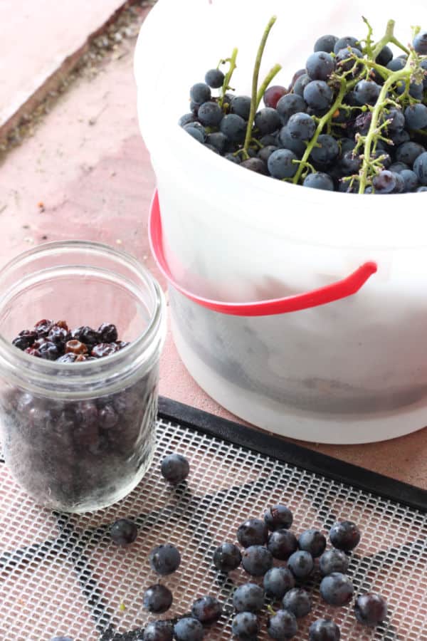 How to dry grapes to make raisins in a food dehydrator.