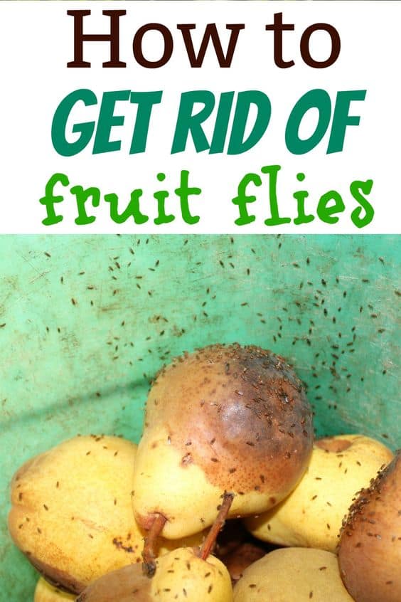 How to effectively get rid of fruit flies with a DIY homemade fruit fly trap made from apple cider vinegar. 