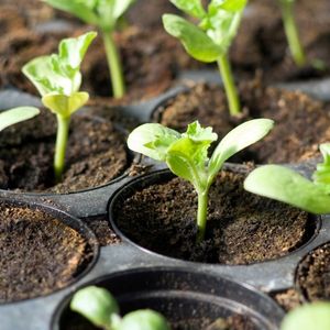growing vegetables from seed