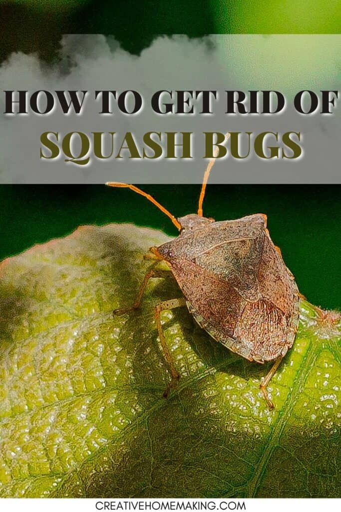 Natural ways to kill squash bugs that have infested your squash, pumpkin, and zucchini plants.