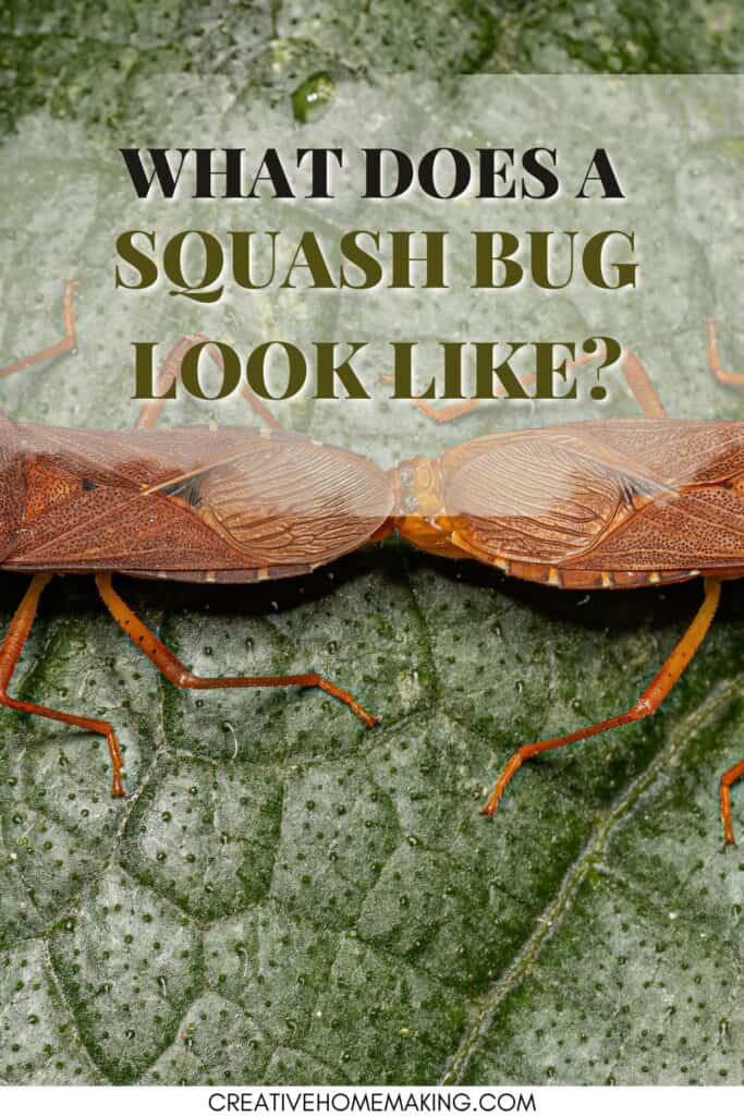 What a squash bug looks like and how to get them out of your garden.