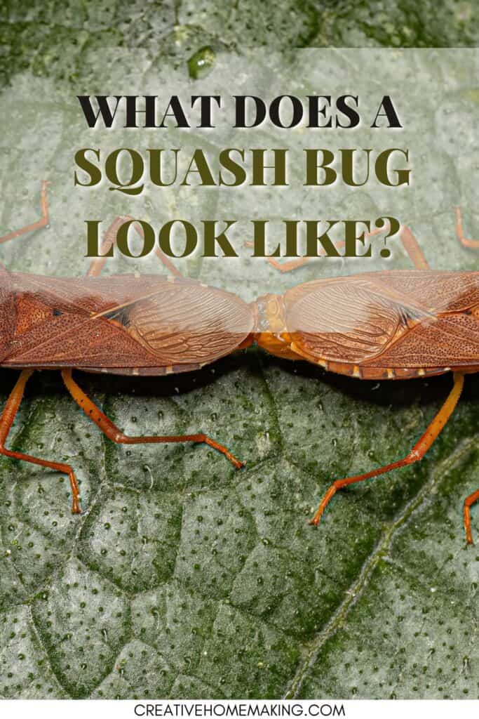 SQUASH BUGS DISH SOAP A 683x1024 