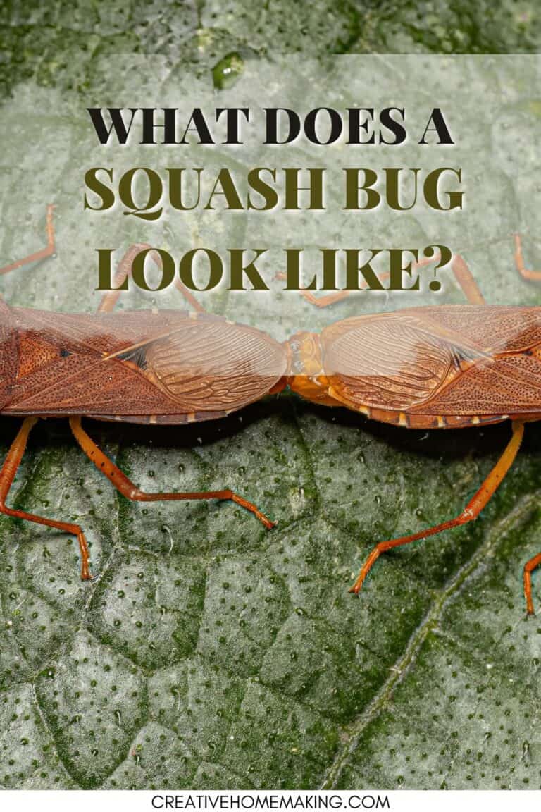 How to Kill Squash Bugs Creative Homemaking