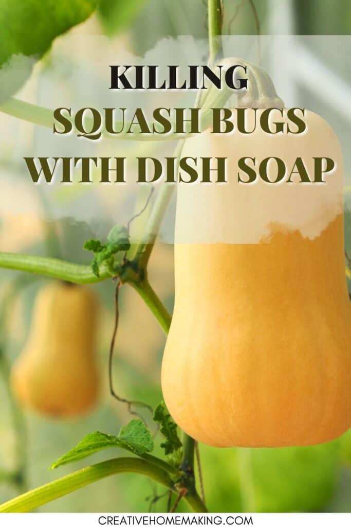 Easy tips for naturally getting rid of squash bugs with dish soap.