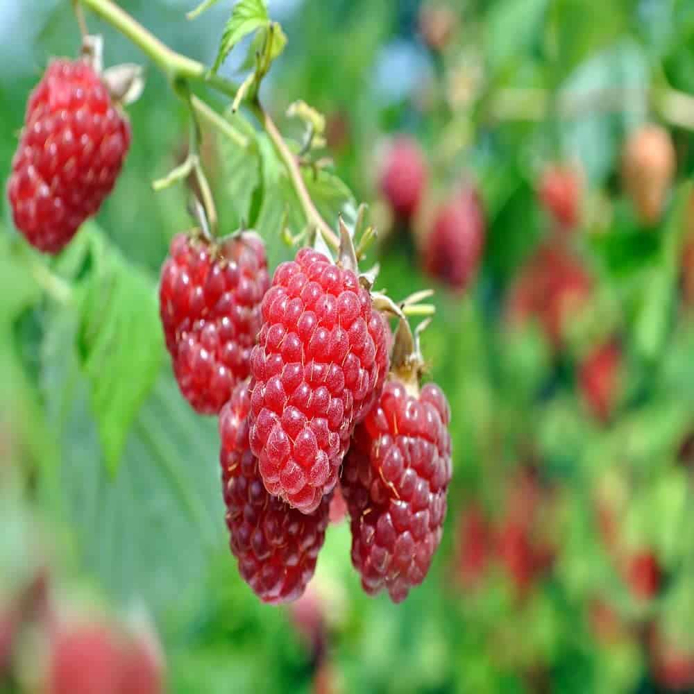 4 Heritage Red Raspberry Plants, bare-root LARGE 2-year 18-24