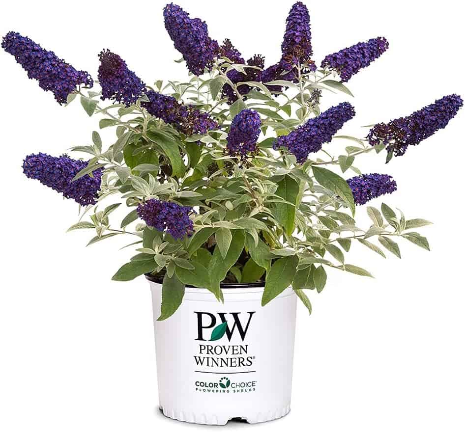 Proven Winner Pugster Buddleia, True-Blue Flowers, 2 Gal. (Pugster Blue)