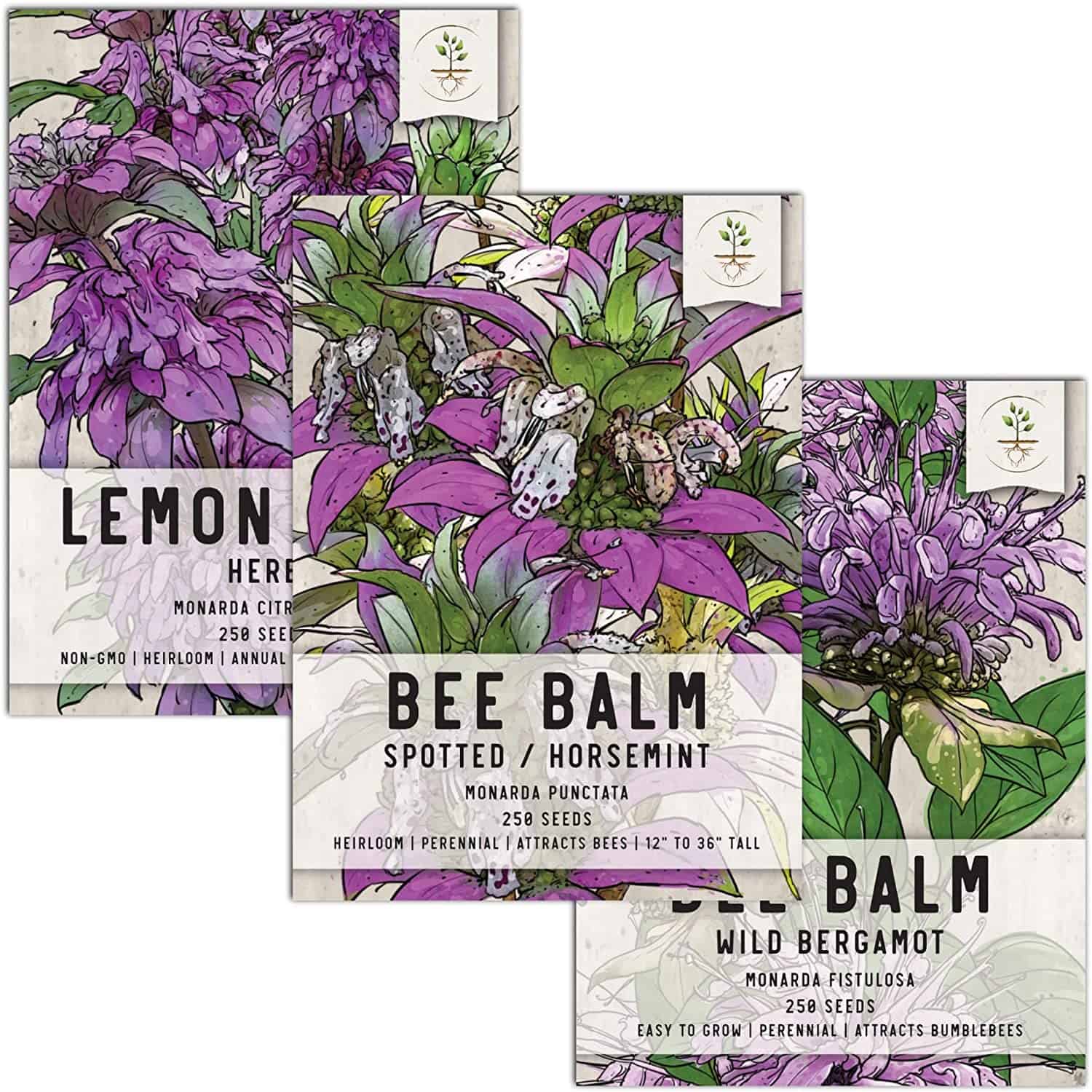 Bee Balm Seed Packet Collection (3 Individual Varieties of Seed for Planting) Non-GMO & Untreated
