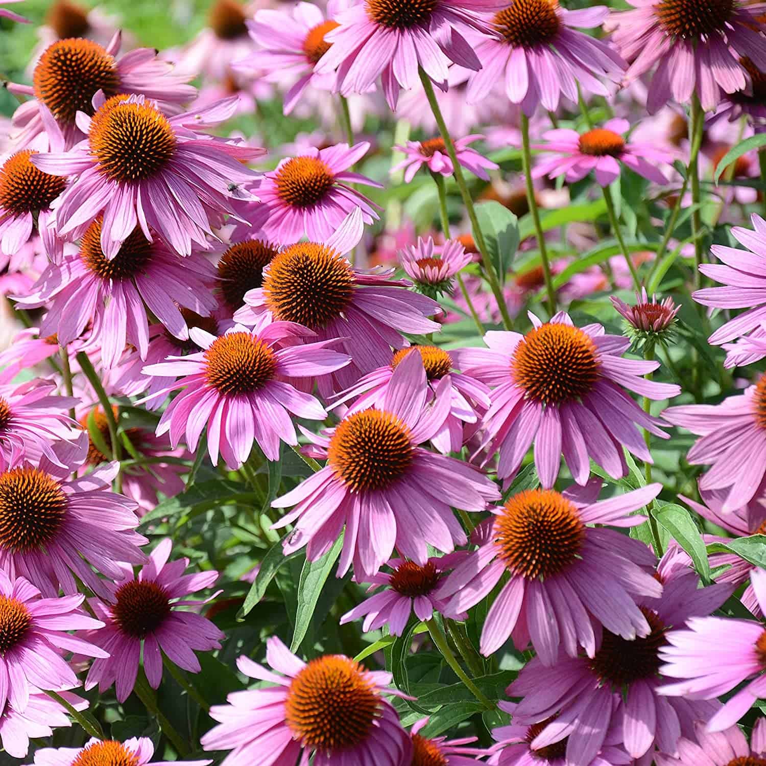 Burpee Cut & Come Again Zinnia Seeds 175 seeds