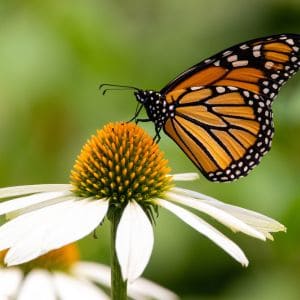 If you want to attract hummingbirds and butterflies to your garden, planting the right flowers is key.