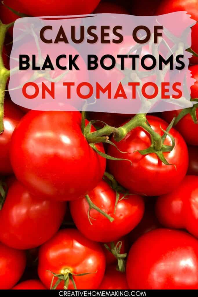 Causes and solutions for black bottoms or blossom end rot on tomatoes.