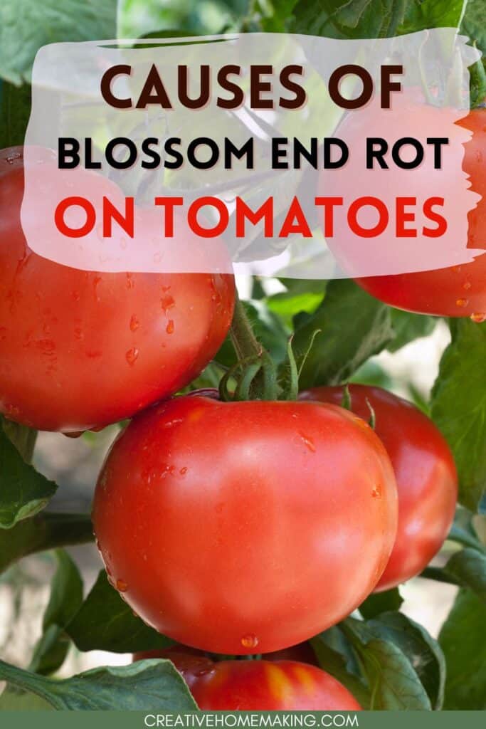 Causes and solutions for blossom end rot on tomatoes in your garden.