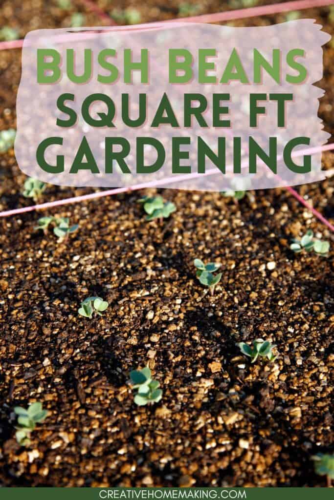 Maximize your bush bean harvest in a small space with square foot gardening, Maximize your beans' yield while minimizing the space required.
