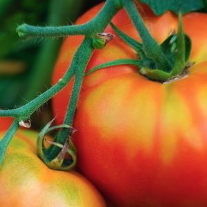 The best compost for growing tomatoes in your garden.