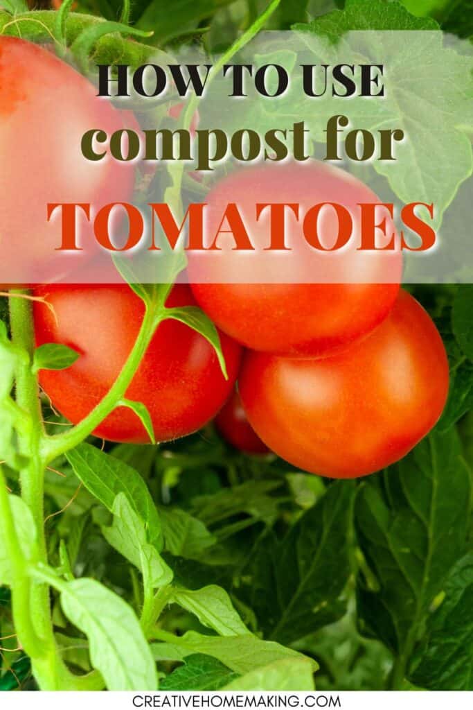 The best compost for tomatoes explained! Best gardening tips and tricks for growing healthy tomato plants that produce delicious and vibrant tomatoes.