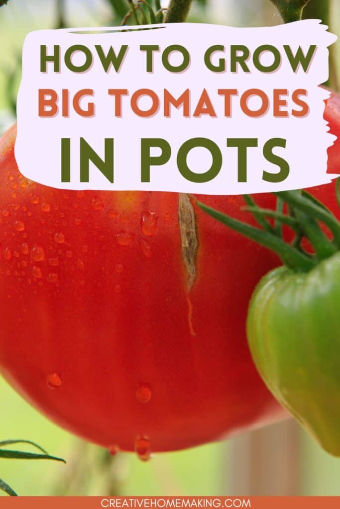 Tips and tricks for growing big tomatoes in pots, including fertilizing, and types of tomatoes best suited for growing in pots.