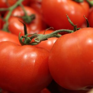 All the tips and tricks for growing big tomatoes in pots.