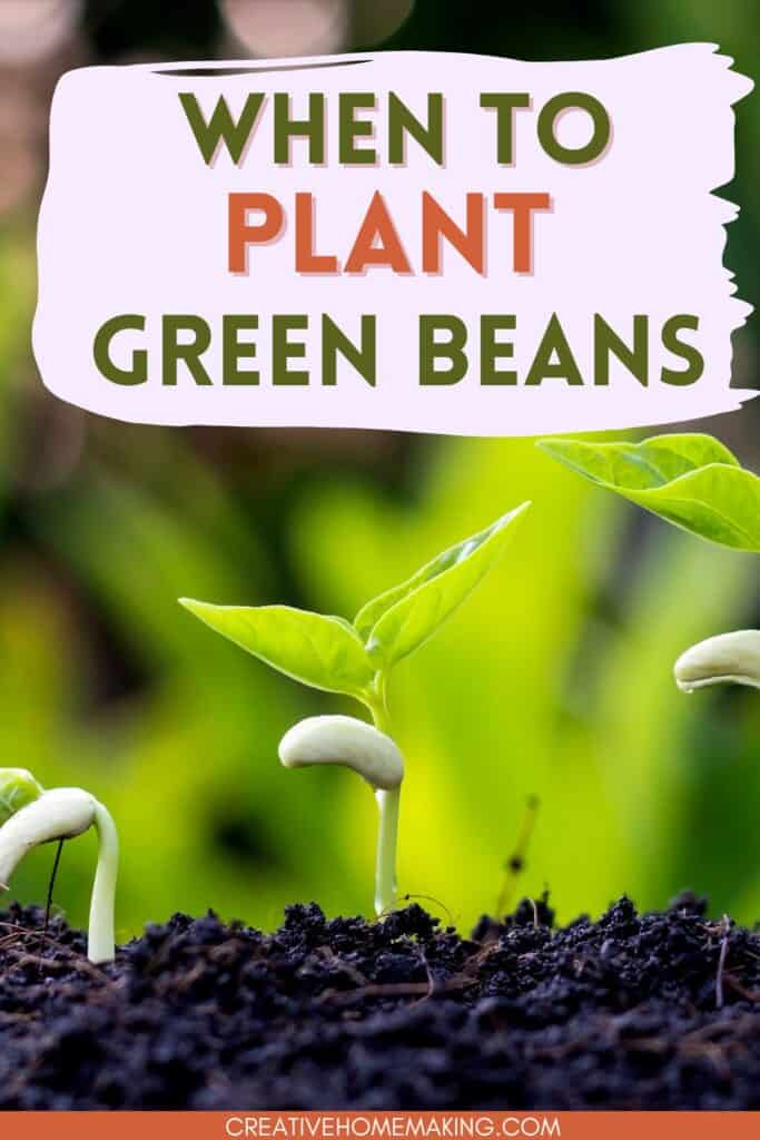 When to plant green beans in your garden and how far apart to plant them.
