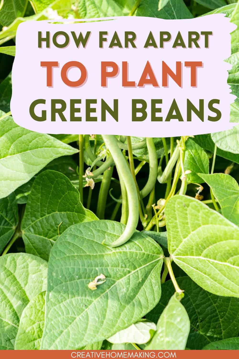 How Far Apart to Plant Green Beans: A Quick Guide - Creative Homemaking