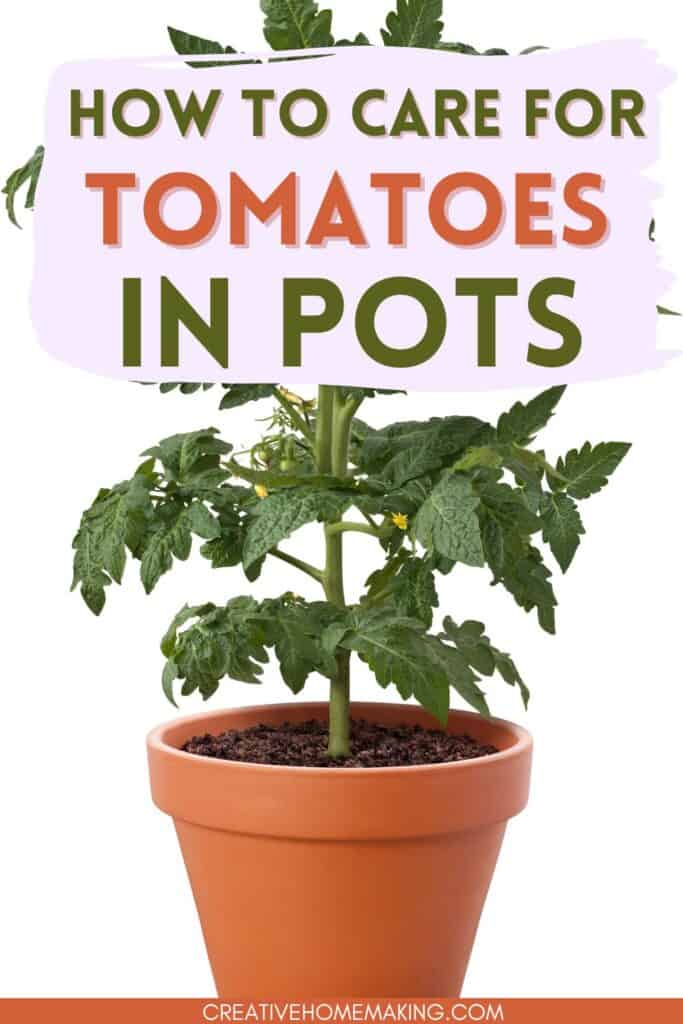 Tips and tricks for caring for tomatoes that you are growing in pots on your balcony, back porch, or patio.
