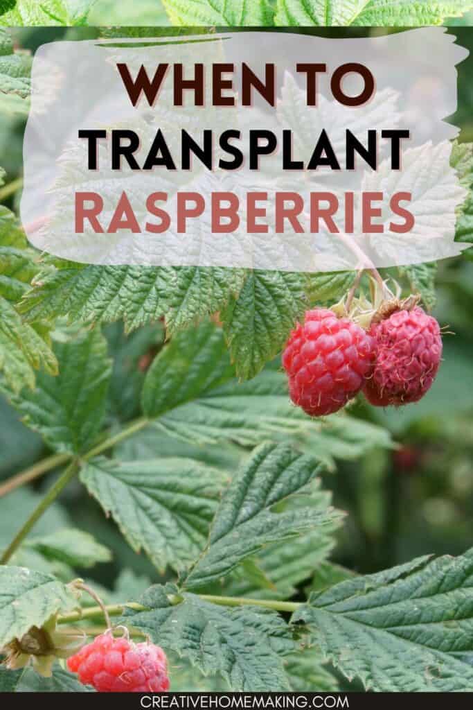 When to transplant raspberries. Water your new raspberry plants regularly, making sure they receive enough moisture without becoming waterlogged. Mulching with straw can help retain moisture and protect the roots from insects and birds.
