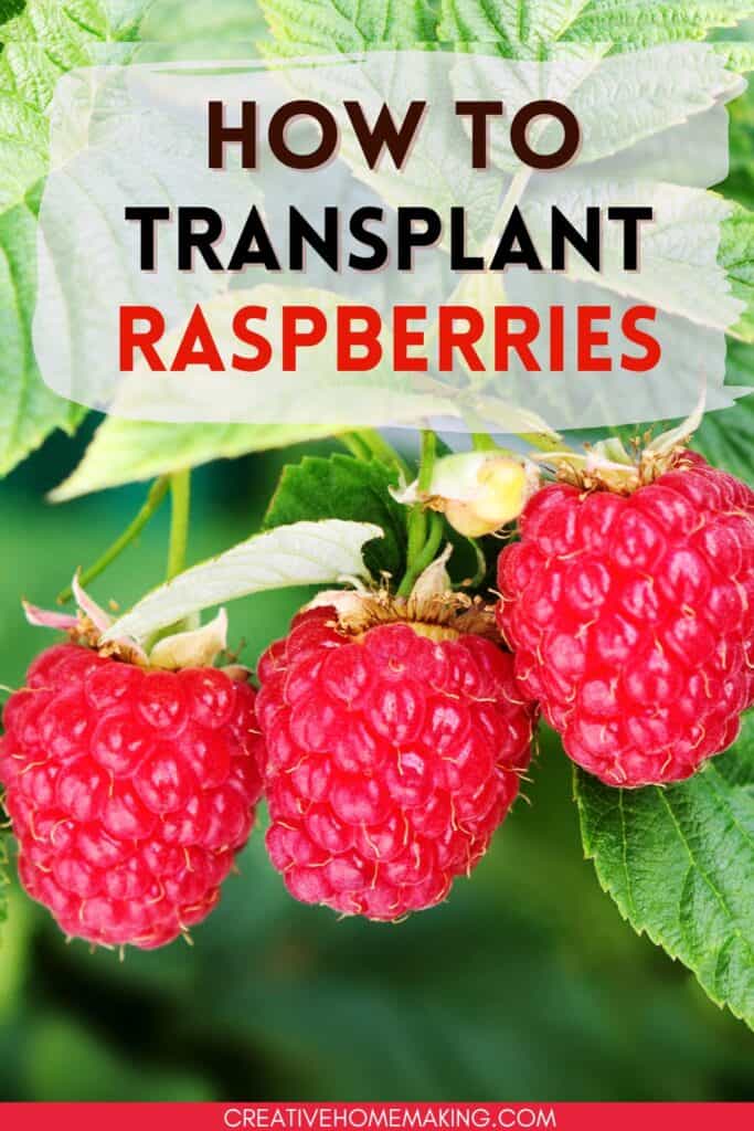 How to transplant raspberries. Transplanting raspberries can be a great way to give your garden a fresh start and help your raspberry plants thrive.