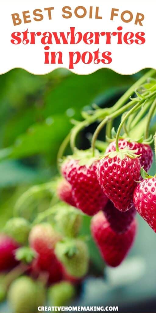 The Best Soil for Growing Strawberries in Containers (Simple Guide ...