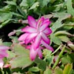 Transform your Christmas cactus into a show-stopping centerpiece with our step-by-step guide to growing a bigger and healthier plant. Our expert tips cover everything from temperature and humidity control to pruning and fertilization, ensuring that your holiday cactus will be the envy of all your friends and family. With our help, you'll be able to enjoy stunning blooms and lush foliage year after year.