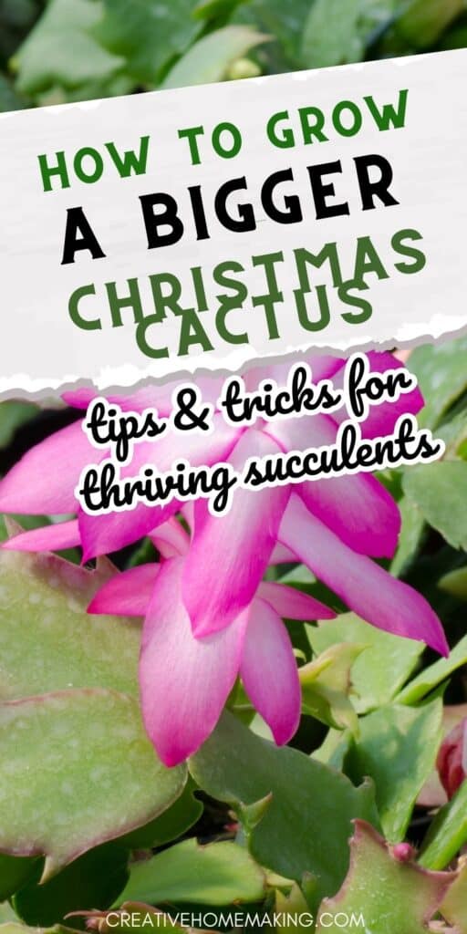 Grow a Bigger Christmas Cactus: Tips and Tricks for Thriving Succulents - Creative Homemaking