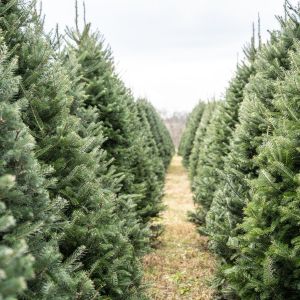 If your Christmas tree is dying, there are a few factors to consider. Don't let dropping needles or your tree turning brown dampen the festive spirit.