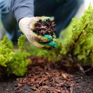 Learn how to make nutrient-rich compost tea for your garden with this easy step-by-step guide! Simply brew your compost in water and add some simple ingredients for a powerful fertilizer that will nourish your plants and improve soil health.
