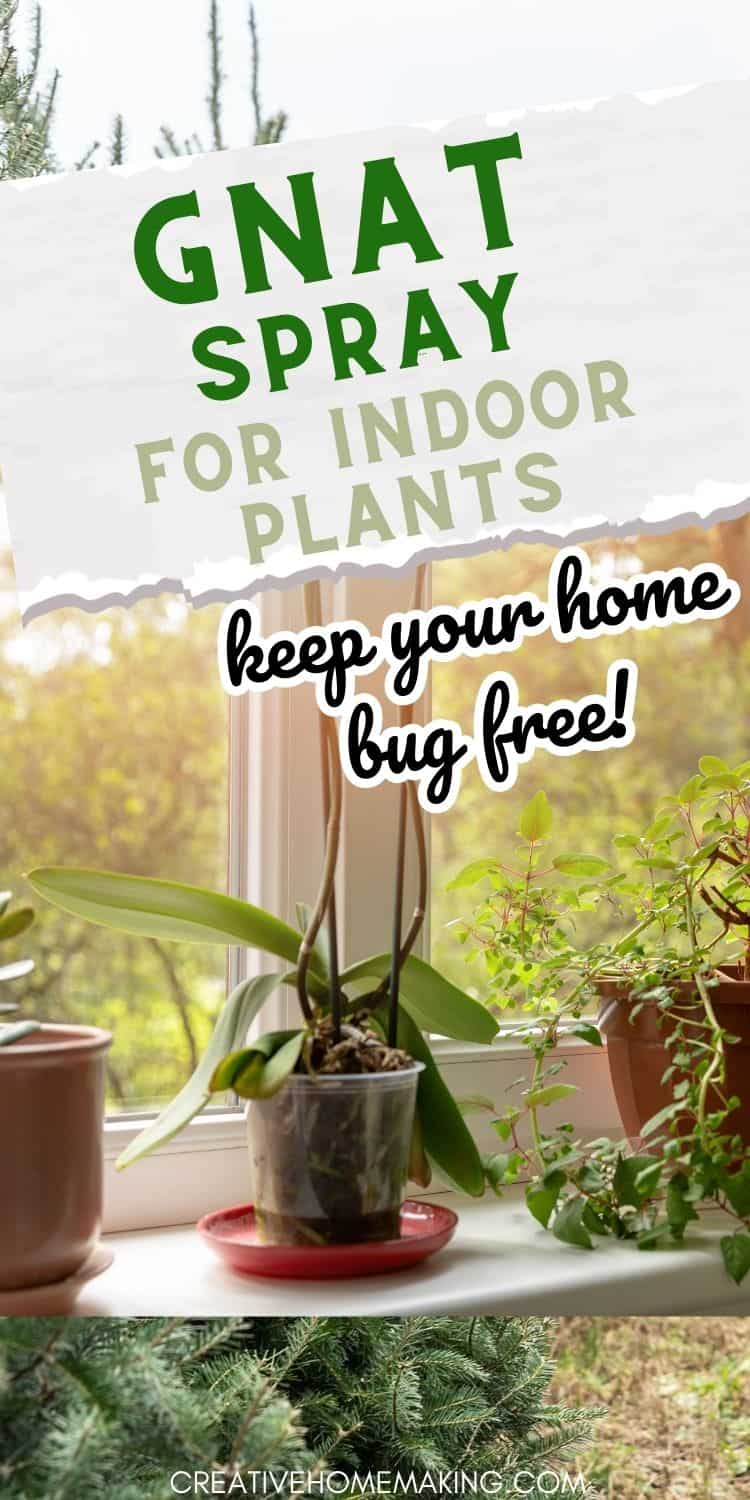 Gnat Spray for Indoor Plants Creative Homemaking