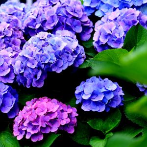 Transform your patio or balcony into a stunning oasis with potted hydrangeas! Our step-by-step guide will show you how to grow and care for these gorgeous blooms in containers. Get ready to impress your guests with your green thumb skills!