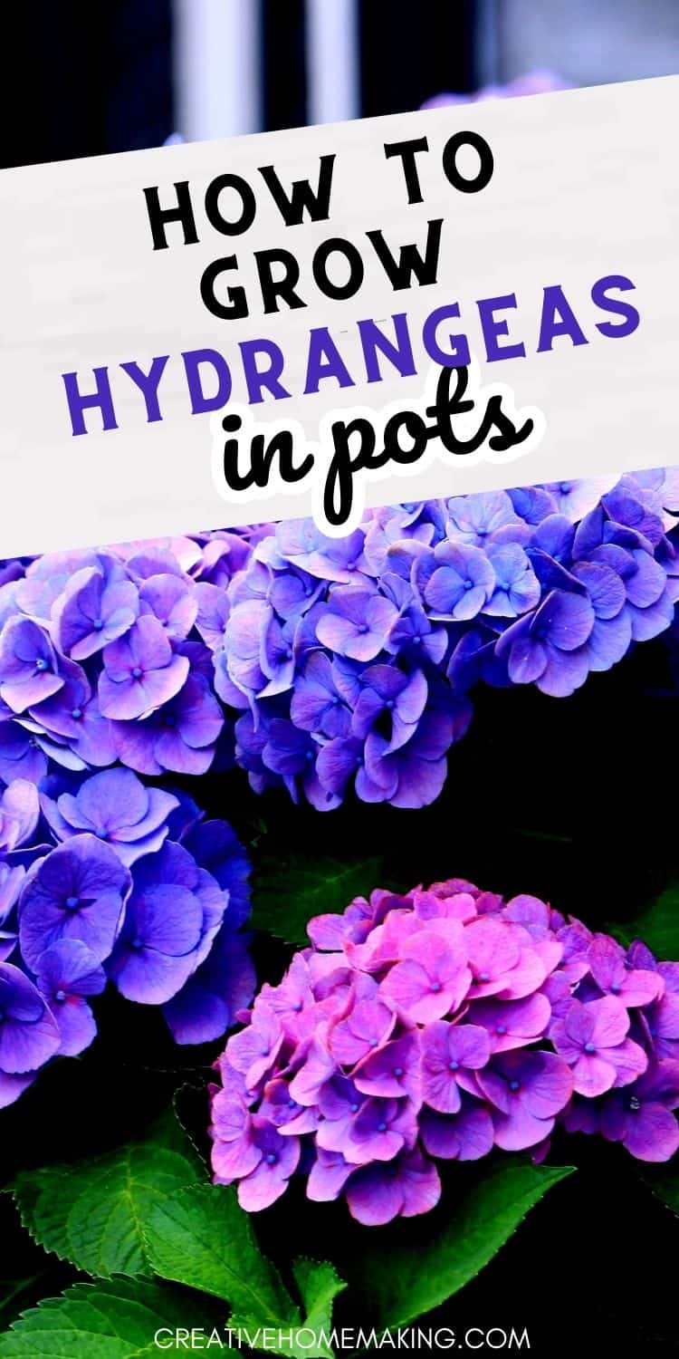 Growing Hydrangeas in Pots Creative Homemaking