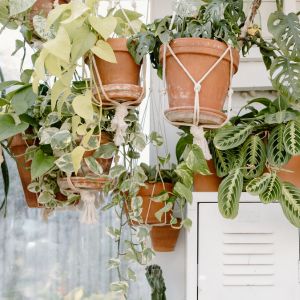 Transform your space into a lush oasis with stunning hanging plant ideas. From cascading ferns to trailing ivy, elevate your decor with these easy-to-follow tips for hanging plants from the ceiling.