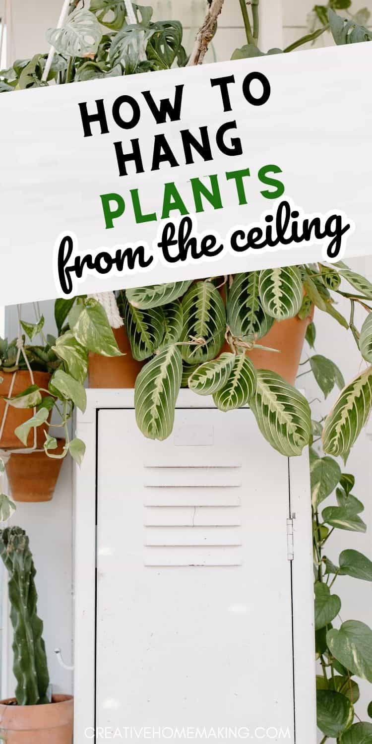 How to Hang Plants from the Ceiling Creative Homemaking