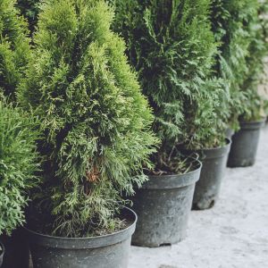Are you noticing that your potted Christmas tree is turning brown or losing needles? This can be a common issue for those who choose potted trees.