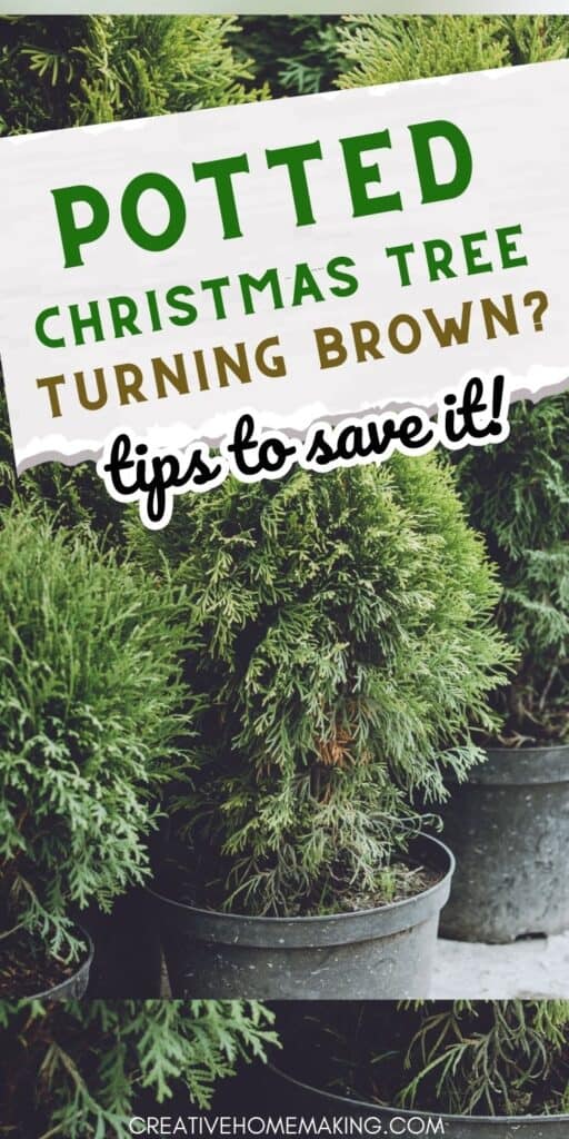 Are you noticing that your potted Christmas tree is turning brown or losing needles? This can be a common issue for those who choose indoor potted Christmas trees. 