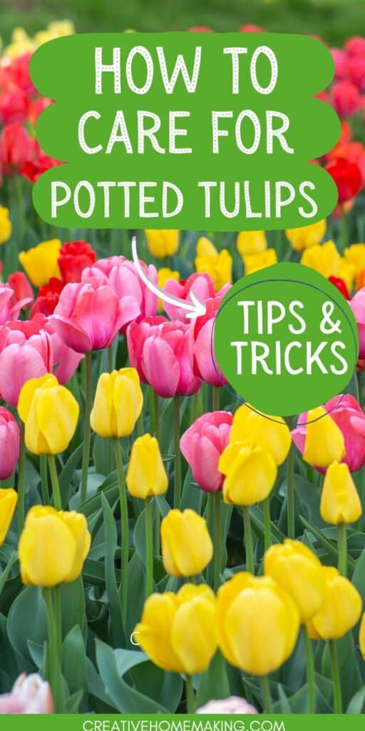 Discover the secrets to keeping your potted tulips healthy and vibrant with our expert care tips! From choosing the right soil to watering and feeding, we've got everything you need to know to ensure your tulips bloom beautifully all season long. 