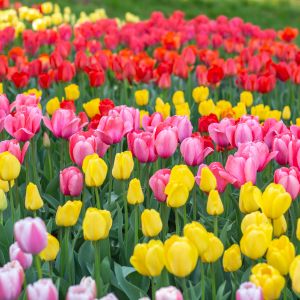 Caring for potted tulips is a great way to add some color and life to your home or office. However, it's important to know how to properly care for them.