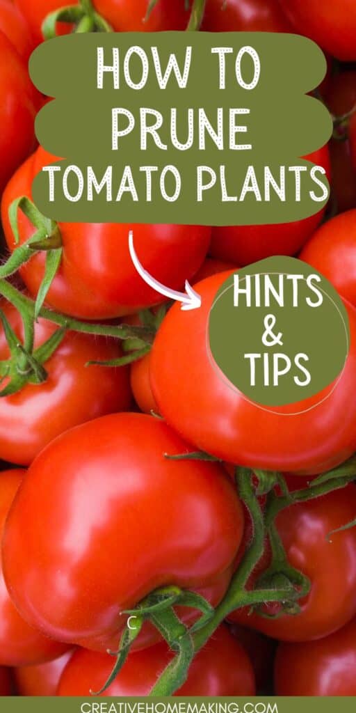 Get ready for a bountiful harvest with our step-by-step guide to pruning tomato plants. Discover the benefits of pruning and how to do it like a pro.