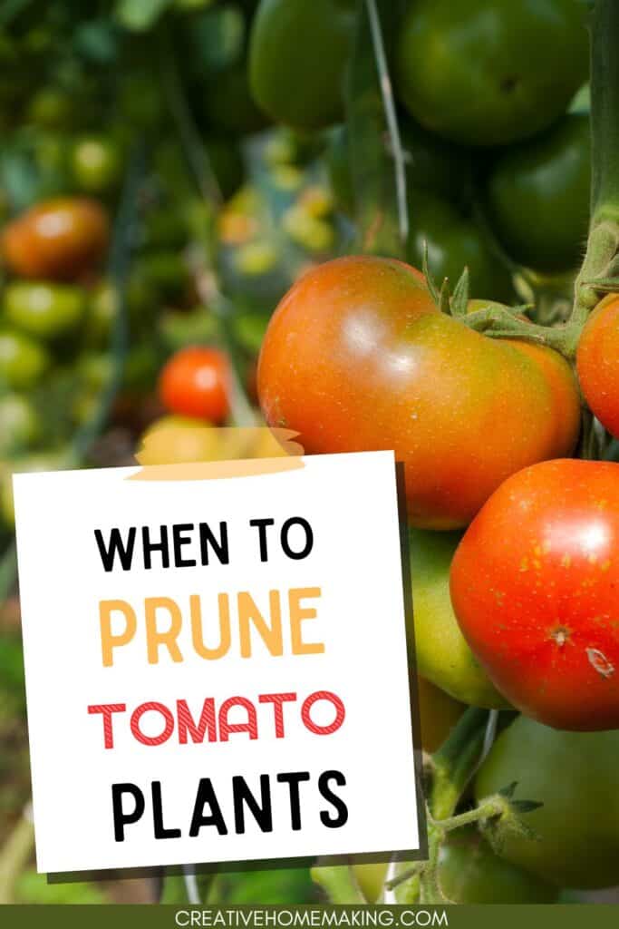 When and how to prune tomato plants. Take your tomato gardening skills to the next level with our expert tips on pruning. From removing suckers to shaping your plants, we've got you covered.