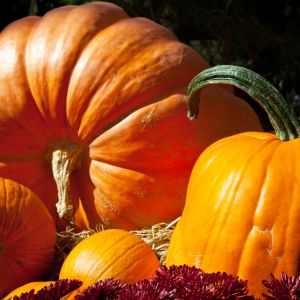 Easy tips for how to tell if a pumpkin is ripe.