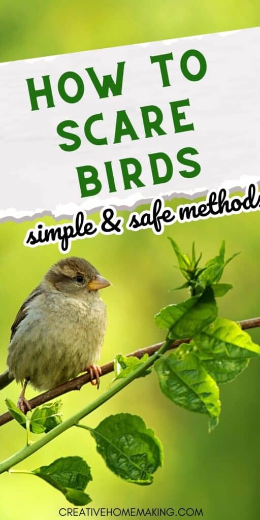 Looking for effective ways to scare birds away from your garden or property? Our expert tips and tricks will help you keep pesky birds at bay without harming them. From visual deterrents to noise makers and natural repellents, we've got you covered.