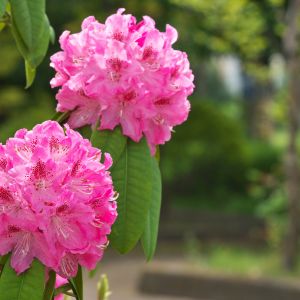 Tips for trimming or pruning a rhododendron. My favorite rhododendron care tips.