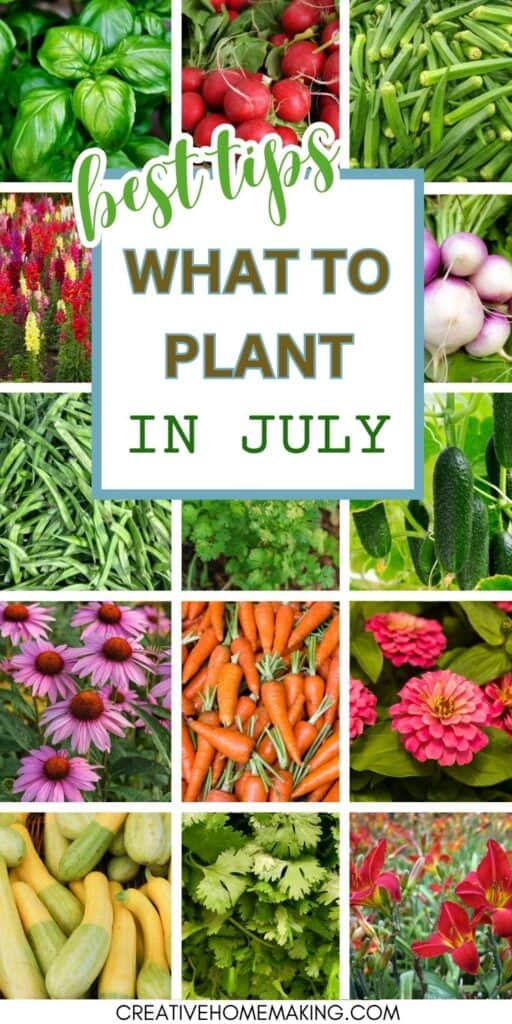 What can I plant in July? July is a great time to start a garden. Complete guide to the best herbs, vegetables, and flowers to plant in July.